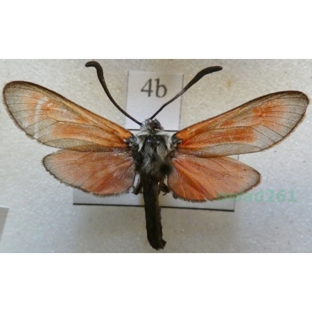 Zygaena punctum Ochsenheimer, 1808 Kraśnik płomieńczyk Slovakia4b